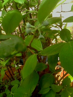 IMG0147A.jpg