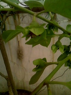 IMG0148A.jpg