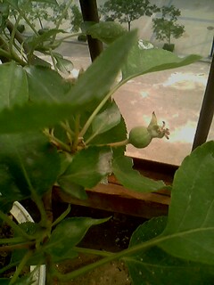 IMG0149A.jpg