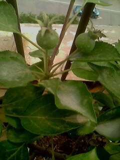IMG0150A.jpg