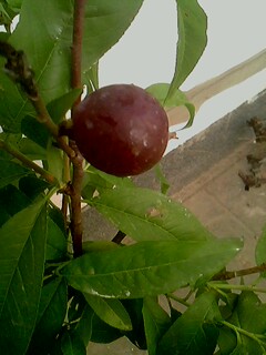 IMG0176A.jpg