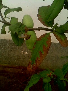 IMG0168A.jpg
