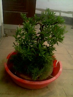 IMG0171A.jpg