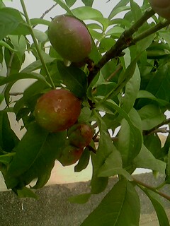 IMG0174A.jpg