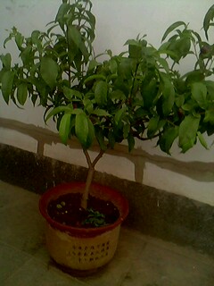 IMG0173A.jpg