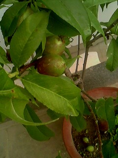 IMG0175A.jpg