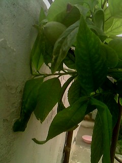 IMG0157A.jpg