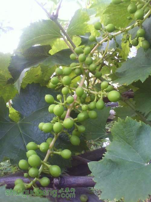 IMG0516182401.jpg