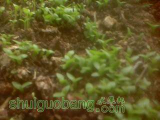 IMG0030A.jpg