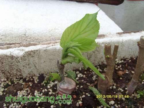 082656t56unl5t3u0m30jv.jpg