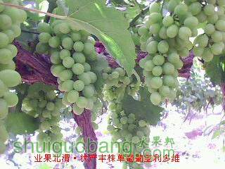 IMG0932A.jpg