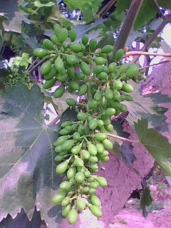 IMG0688A.jpg