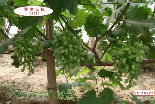 �ϴ��޺�.A09..012.05.21 076.jpg
