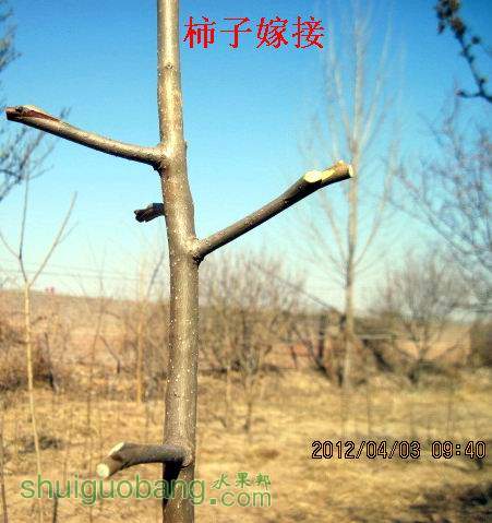Ӽ޽-2.2012.04.02 030.jpg