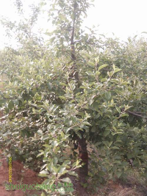 ������췴