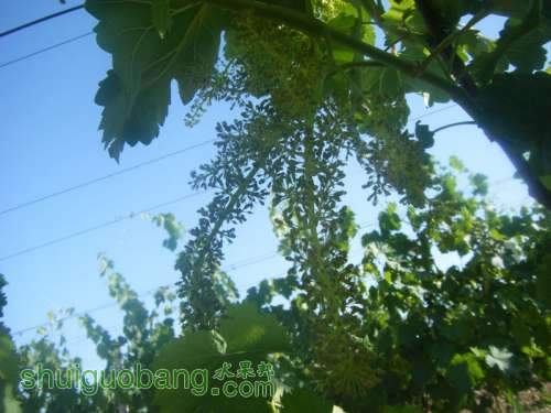 DSCF0173.JPG