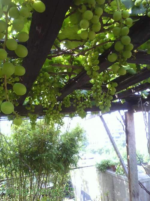 IMG0530160900.jpg