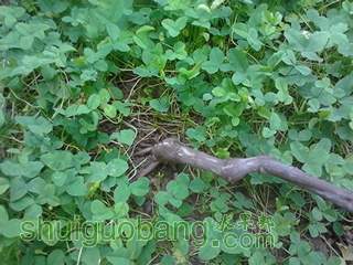 IMG_20120531_075514.jpg