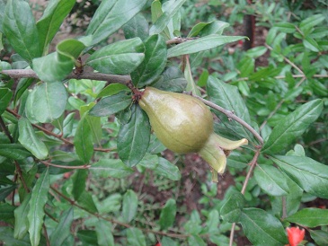 DSC02594.jpg