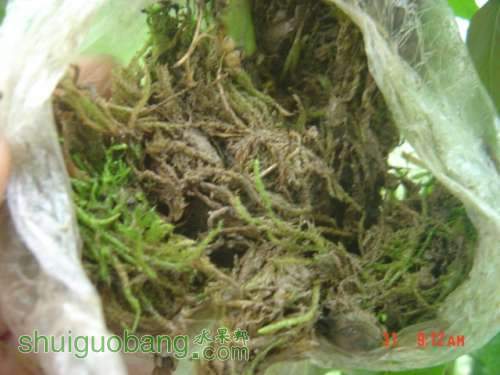 DSC00060.JPG