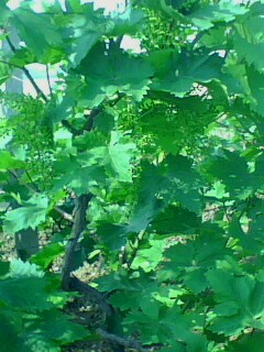 IMG0052A.jpg