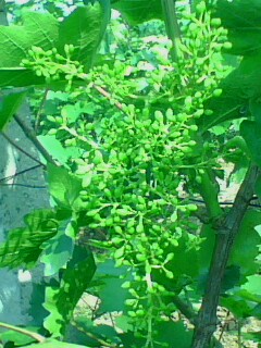 IMG0048A.jpg