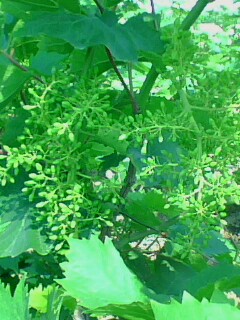 IMG0049A.jpg
