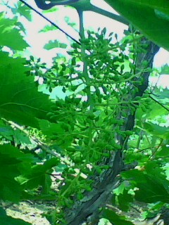 IMG0050A.jpg
