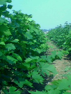 IMG0051A.jpg