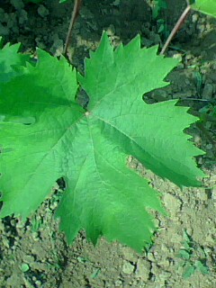 IMG0063A.jpg