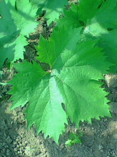 IMG0058A.jpg