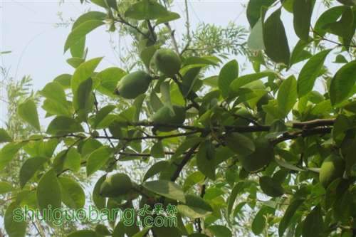 IMG_4941_aaa.jpg