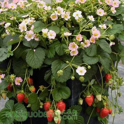 strawberry_roman_pop-up.jpg