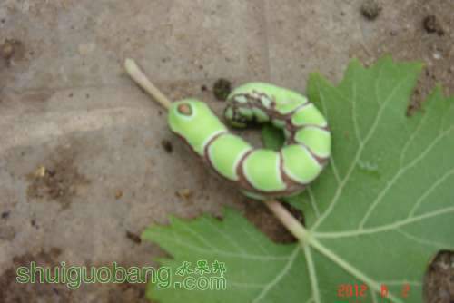 DSC00885.JPG