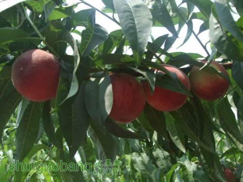 Ե2012.66 002.jpg