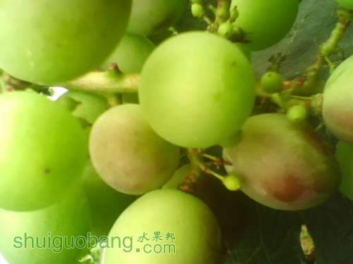 IMG0780A.jpg