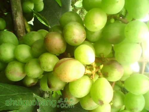 IMG0782A.jpg
