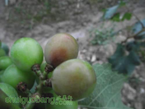 DSCF9051.jpg