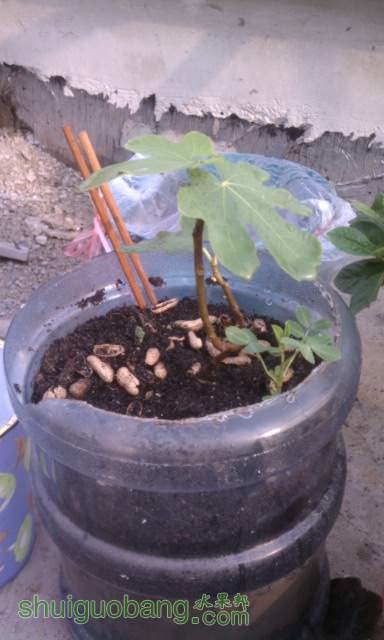 IMAG0207.jpg