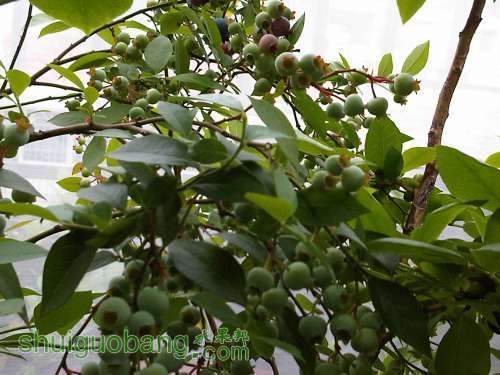 IMG02390-20120609-1325.jpg