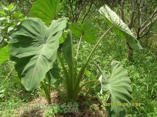 ������С SI855390.JPG