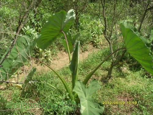 ������С SI855391.JPG