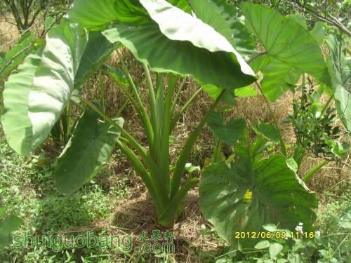 ������С SI855398.JPG