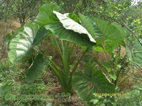 ������С SI855399.JPG