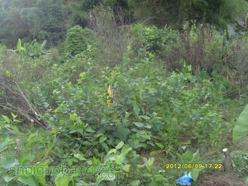 ������С SI855402.JPG