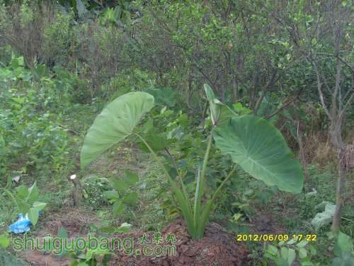 ������С SI855403.JPG