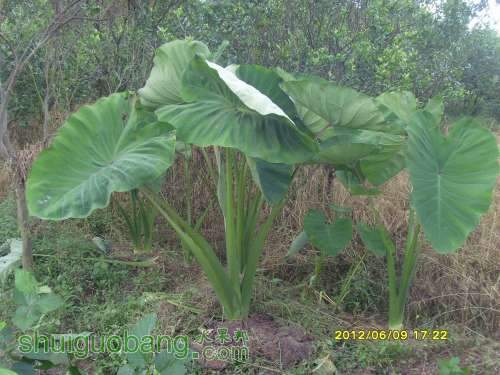 ������С SI855404.JPG