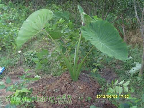 ������С SI855405.JPG