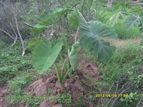 ������С SI855406.JPG