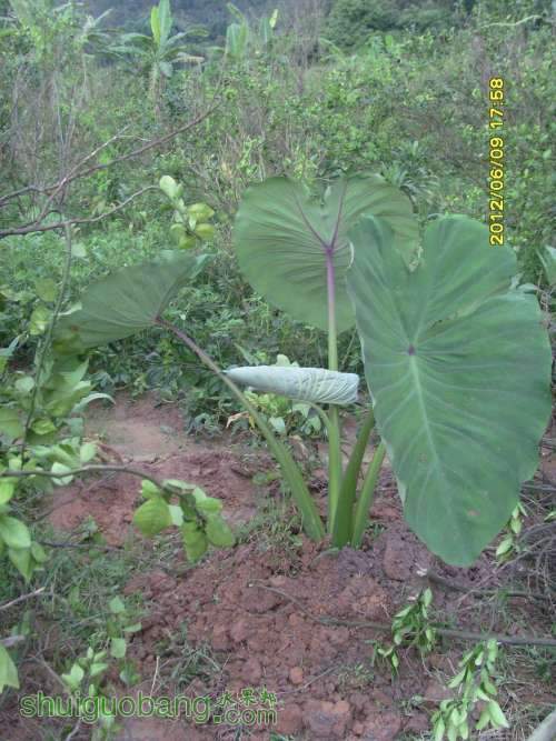 ������С SI855407.JPG